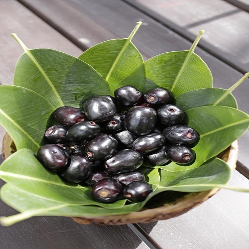 Grumichamma fruit plant/exotic fruit plants in kerala- Buy Now